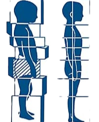 Tělesná struktura diagram